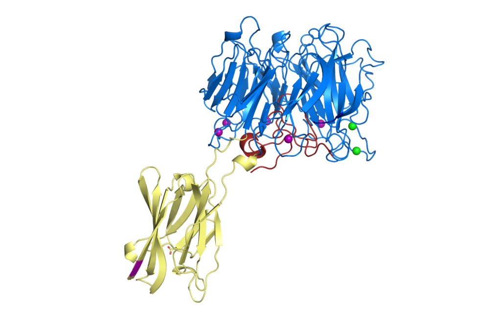 Crystal Structure of Bap1